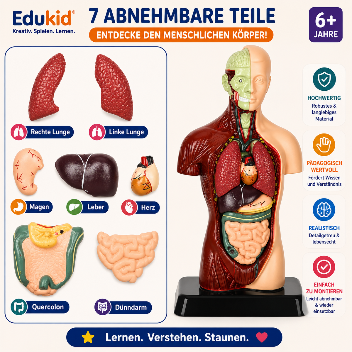 Anatomisch leermodel voor kinderen