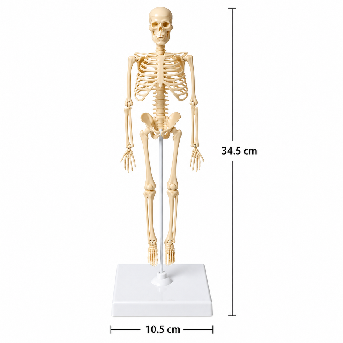 Anatomisch leermodel voor kinderen