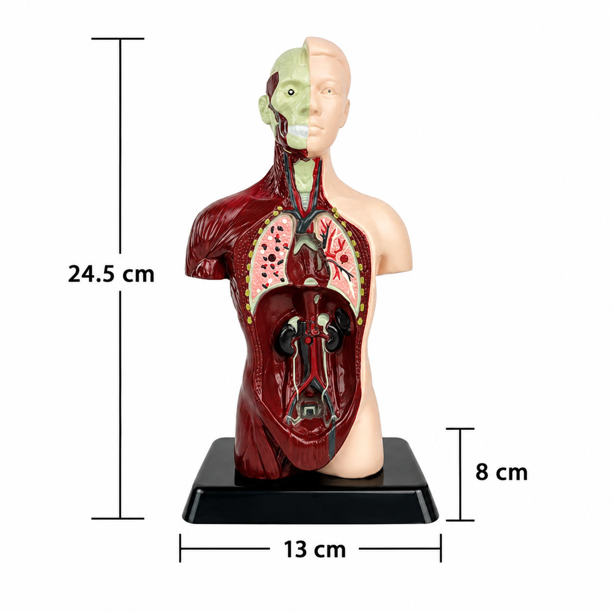 Anatomisch leermodel voor kinderen