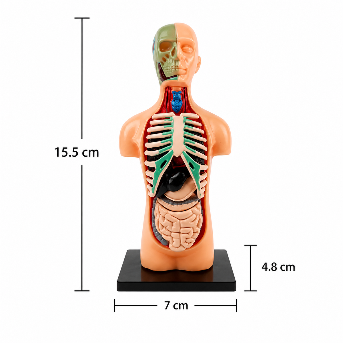 Anatomisch leermodel voor kinderen