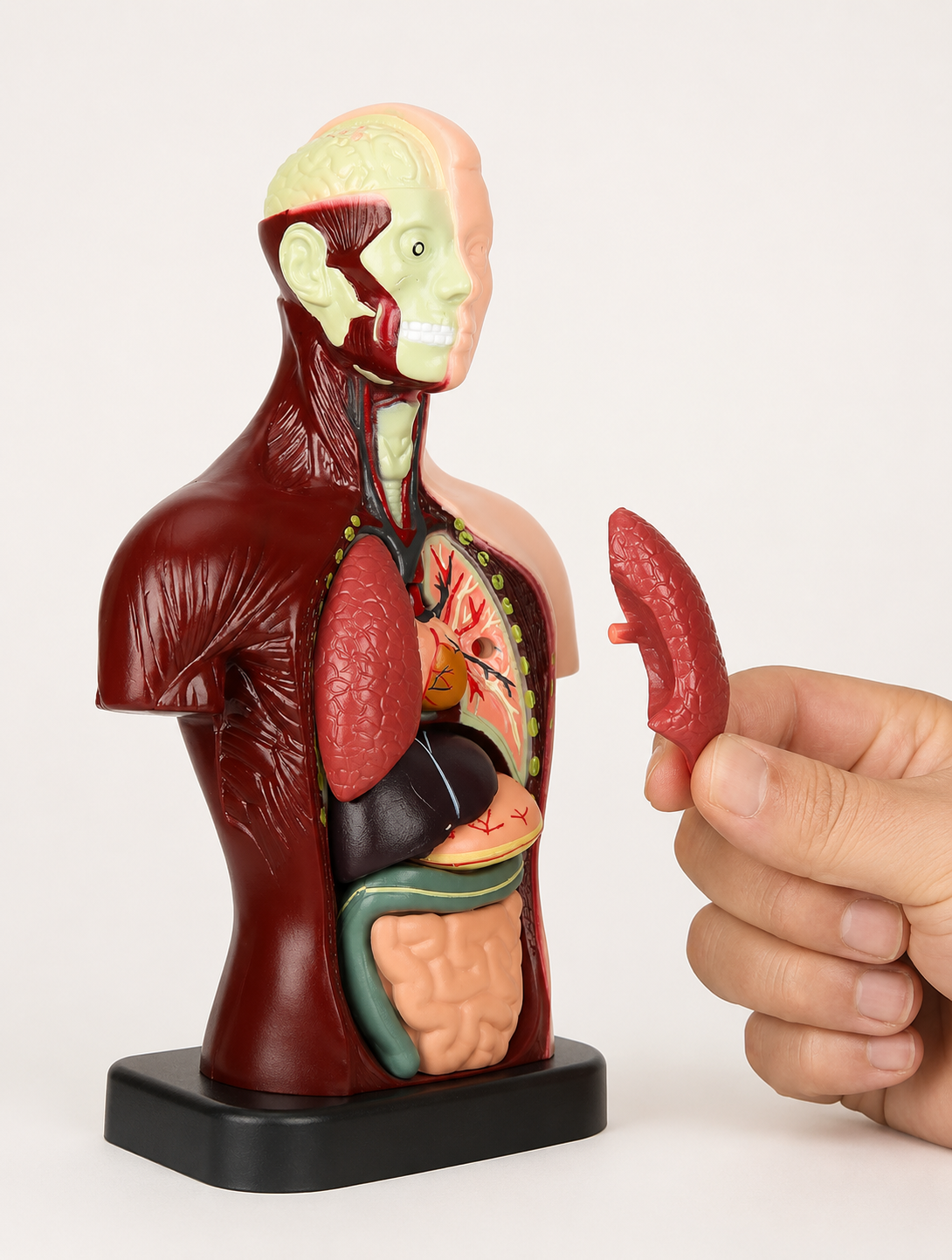 Anatomisch leermodel voor kinderen