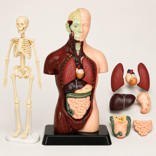 Anatomisch leermodel voor kinderen