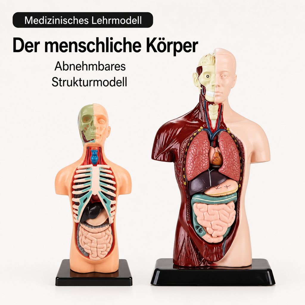 Anatomisch leermodel voor kinderen