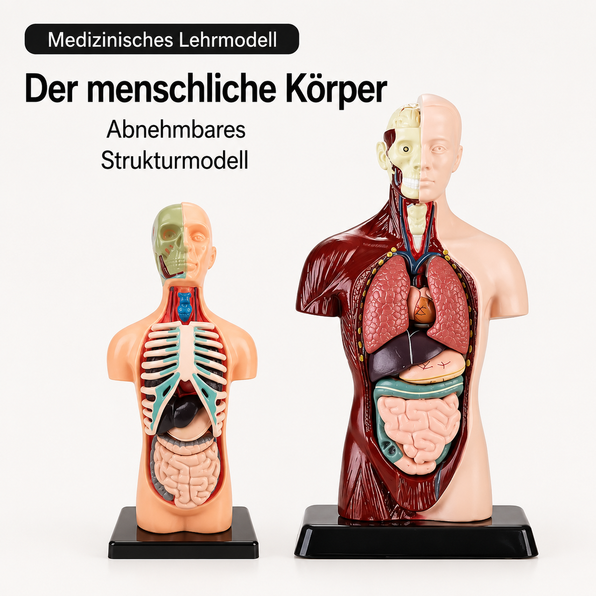 Anatomisch leermodel voor kinderen